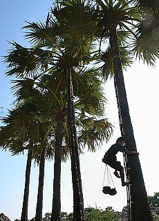 Sugarpalms