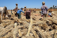 Bauern bei der Ernte