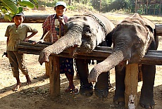 Young elephant mahouts