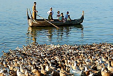 Many dugs near U-Bein Bridge