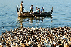 Many dugs near U-Bein Bridge