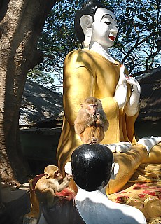 Monkeys on Mount Popa