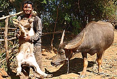 Waterbuffalo mama with baby calf