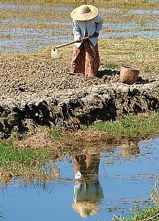 Burmese women at hard field work