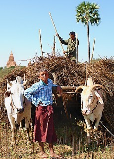ox-drawn cart in Bagan