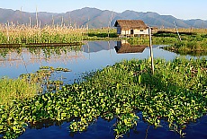 Floating gardens on lake Inle