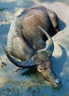 Burmese waterbuffalo at evening bath
