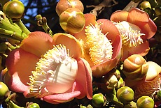 Beautiful flowes of the Boddhi tree