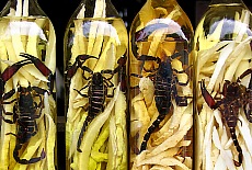 Scorpions in alcohol as sexual enhancer