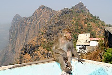 Monkey on summit of Mount Zwekabin near Hpa-an