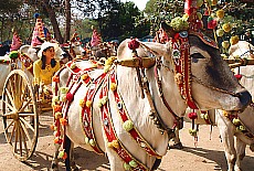 Magnificently decorated ox-drawn cart during novices festival in Mandalay