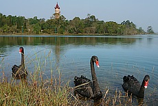 Black swans in Royal Lake in Pyin Oo Lwin