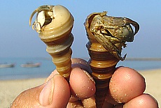 Hermit crab running on Ngapali dreambeach