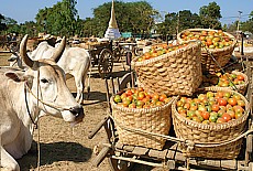Bauernmarkt bei Monywa