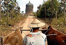 Mit dem Ochsengespann zur Bawbawgyi Pagode bei Pyay