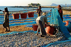 Burmese women dry fish on the beach in the fishing village Lontha