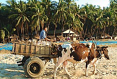 Ox-drawn cart on Ngapali Palmbeach
