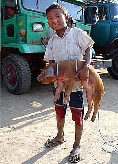 Poor boy with lucky pig in Thazi