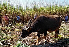 Burmese women at sugarcane harvesting on lake Inle with waterbuffalo