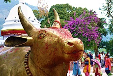Holy bull at the Hindu Temple Bindu Basini in Pokhara