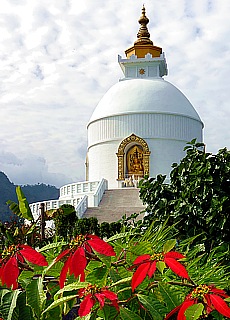 World Peace Stupa with Christmasstar flowers in Pokhara