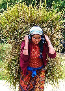 Peasant woman with fresh grass in Pothana