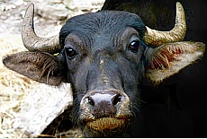 Angry young water buffalo