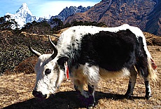 Yak browses in front of the holy mountain Ama Dablam