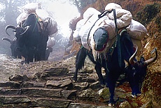 Yaks in fog on the stone step to Namche Bazar