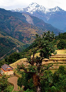 Paddy fields on Annapurna trail