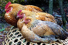 Nepali chicken