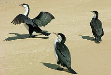 Cormorants birds in Abel Tasman Park