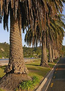 Palms allee in Whitianga