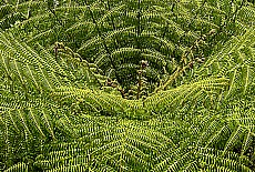 Giant fern in virgin forest