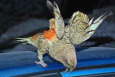 Provoking Kea parrot near Fox glacier