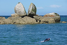 Sealion near Split Apple Rock