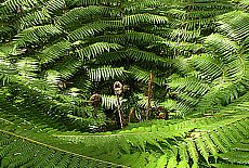 Giant fern in Abel Tasman National Park