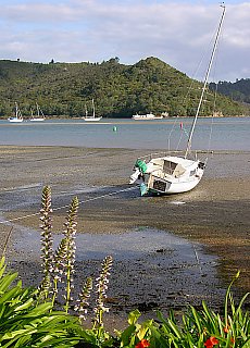 At the harbour of Whitianga