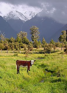 Fox Glacier