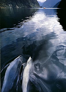 Dolphins in Milford Sound