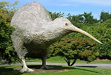 The last living Kiwi bird