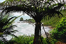 Rainy Westcoatwith giant ferns