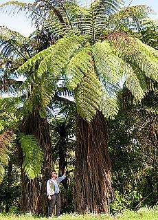 Giant ferns in Rotorua