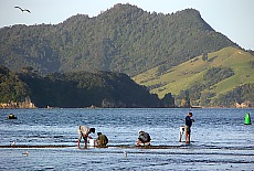 mussel collector at low tide on the beach of Whitianga