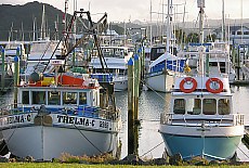 Fisher harbour in Whitianga