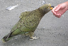 Provoking Kea parrot near Fox glacier