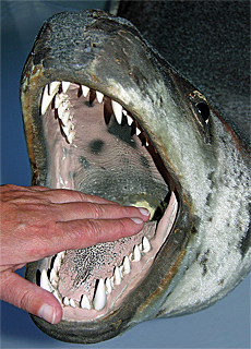 Snappy sea leopard in the Antarctica Museum