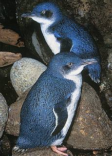 Blue Penguines near Oamaru