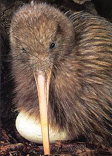 New Zealand Kiwi in Zoo