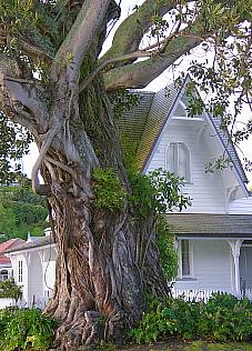 Old giant tree in Russell